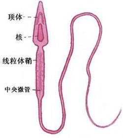 精子检查示意图