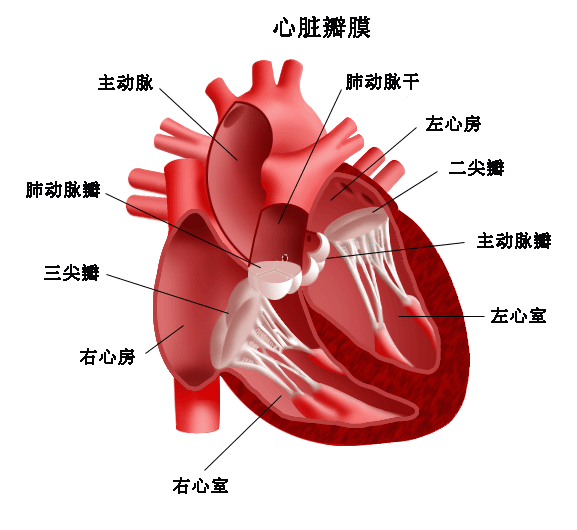 心脏结构