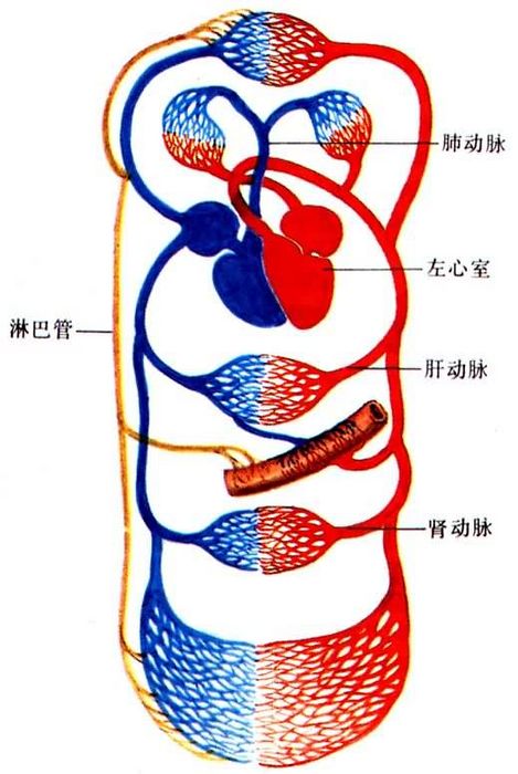 循环系统
