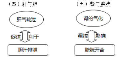 六腑与五脏之间的关系