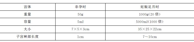 非孕子宫大小和孕期子宫大小区分