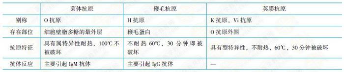 肠道杆菌抗原结构 