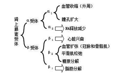 激动肾上腺受体作用