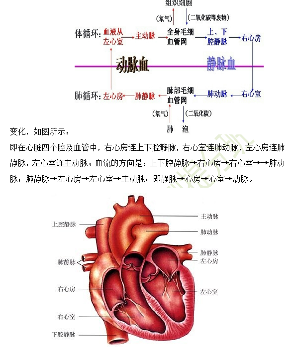 2019年临床助理医师心血管系统16个高频考点速记！