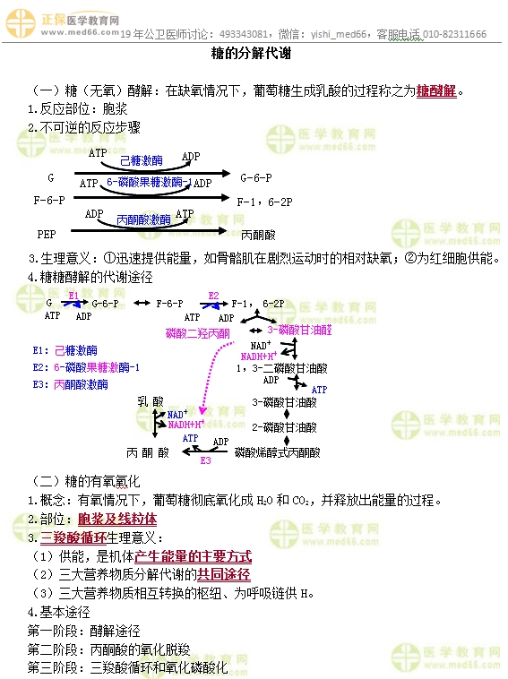 　　公卫执业医师重点章节考点：糖的分解代谢