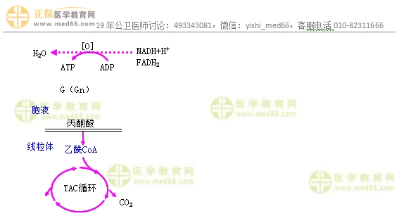 　　公卫执业医师重点章节考点：糖的分解代谢