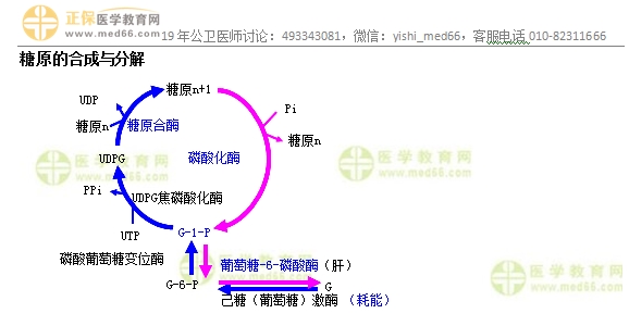 糖原的合成与分解、糖异生