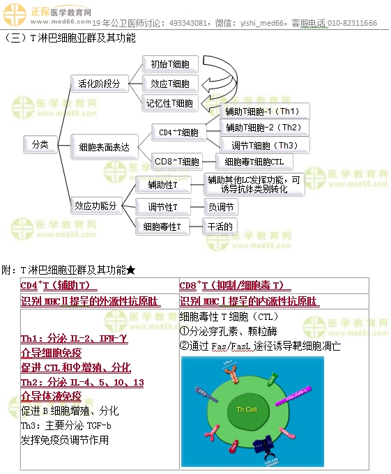 T淋巴细胞