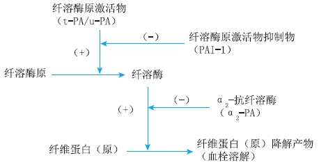 纤溶过程