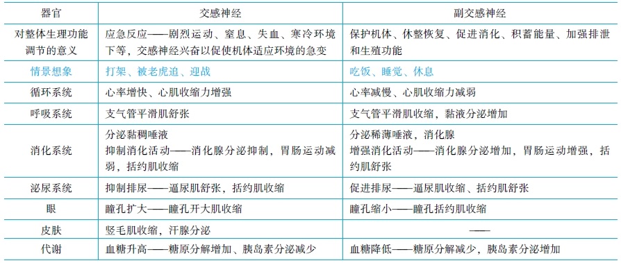 神经系统对内脏活动的调节