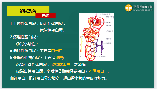 生理学蛋白尿