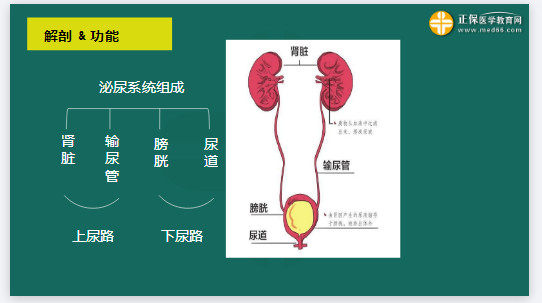 归纳总结！临床执业医师考试泌尿系统部分考点速记！