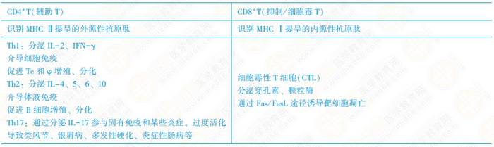 T淋巴细胞亚群及其功能