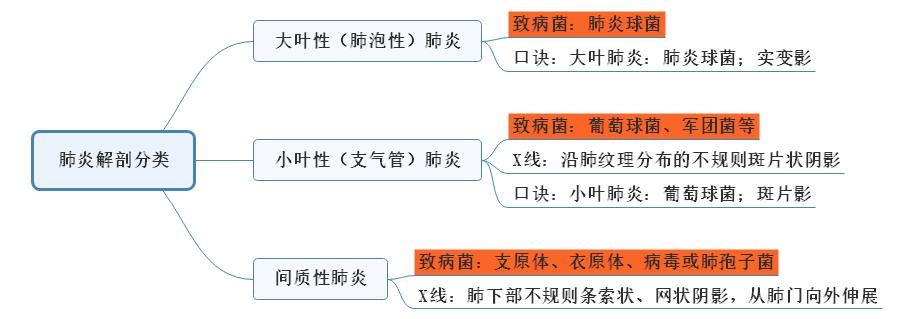 肺炎解剖分类